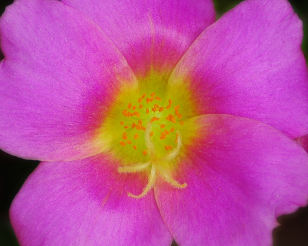 fiori macro da criticare